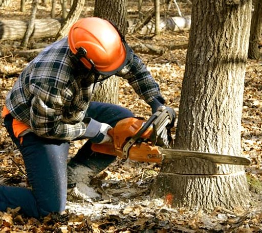 Tree Removal in Gary, MN